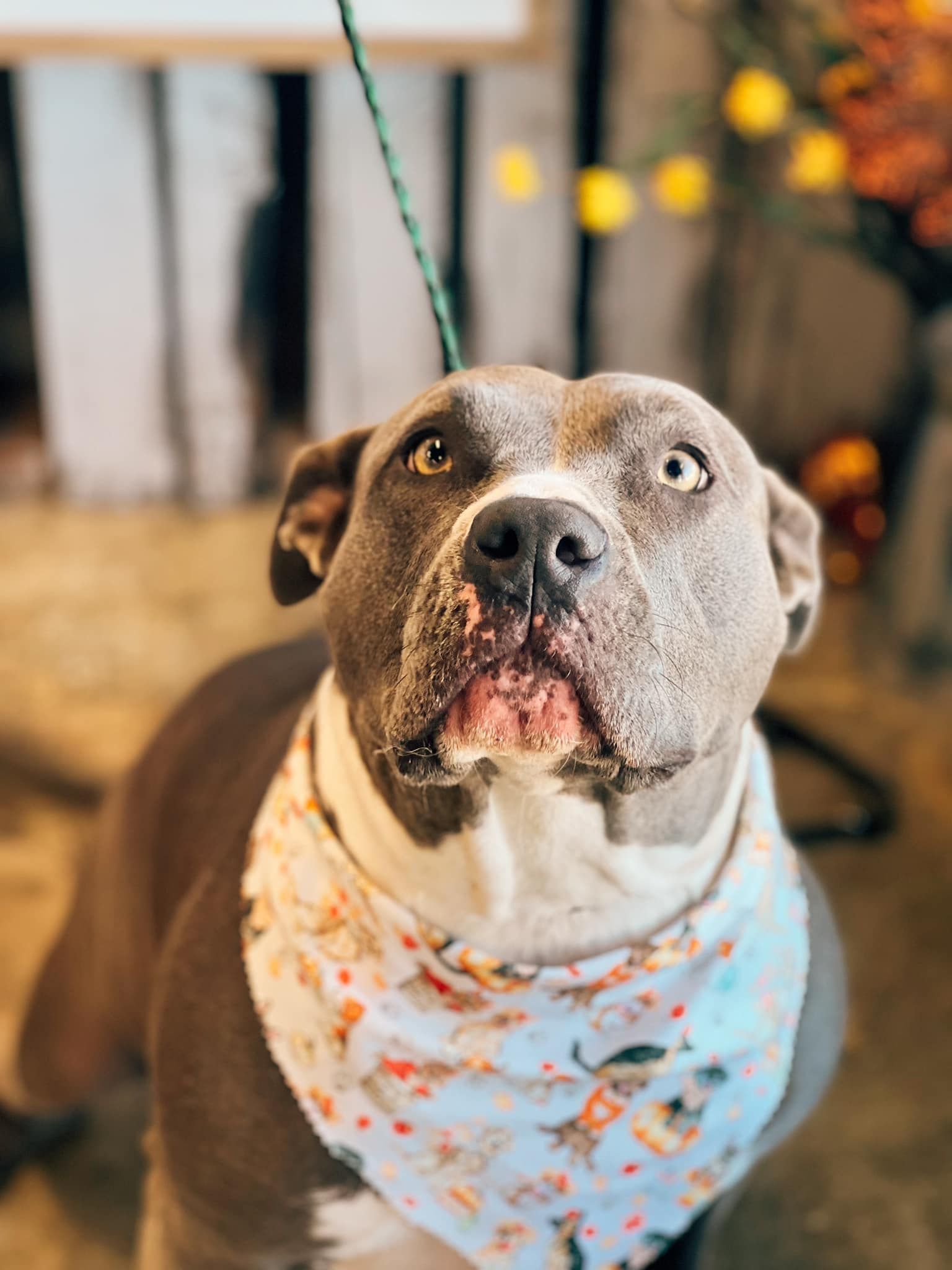 Gray and white pit bull wearing a patterned bandana, looking upwards with surprised expression.