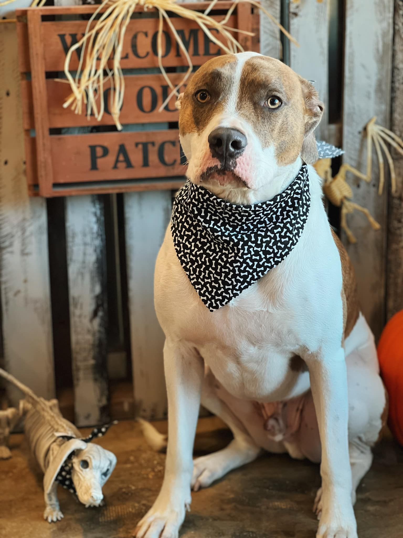 Dog wearing bandana poses in front of a wooden sign and decorative hay.