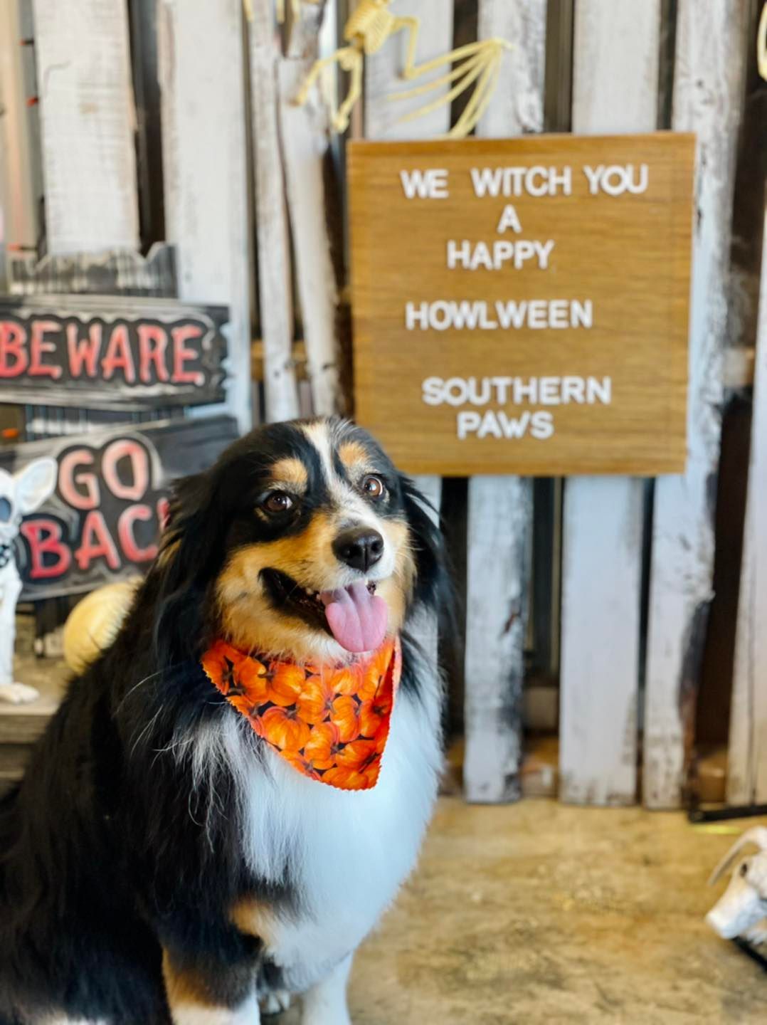 Dog wearing an orange Halloween bandana, smiling in front of a sign that says 