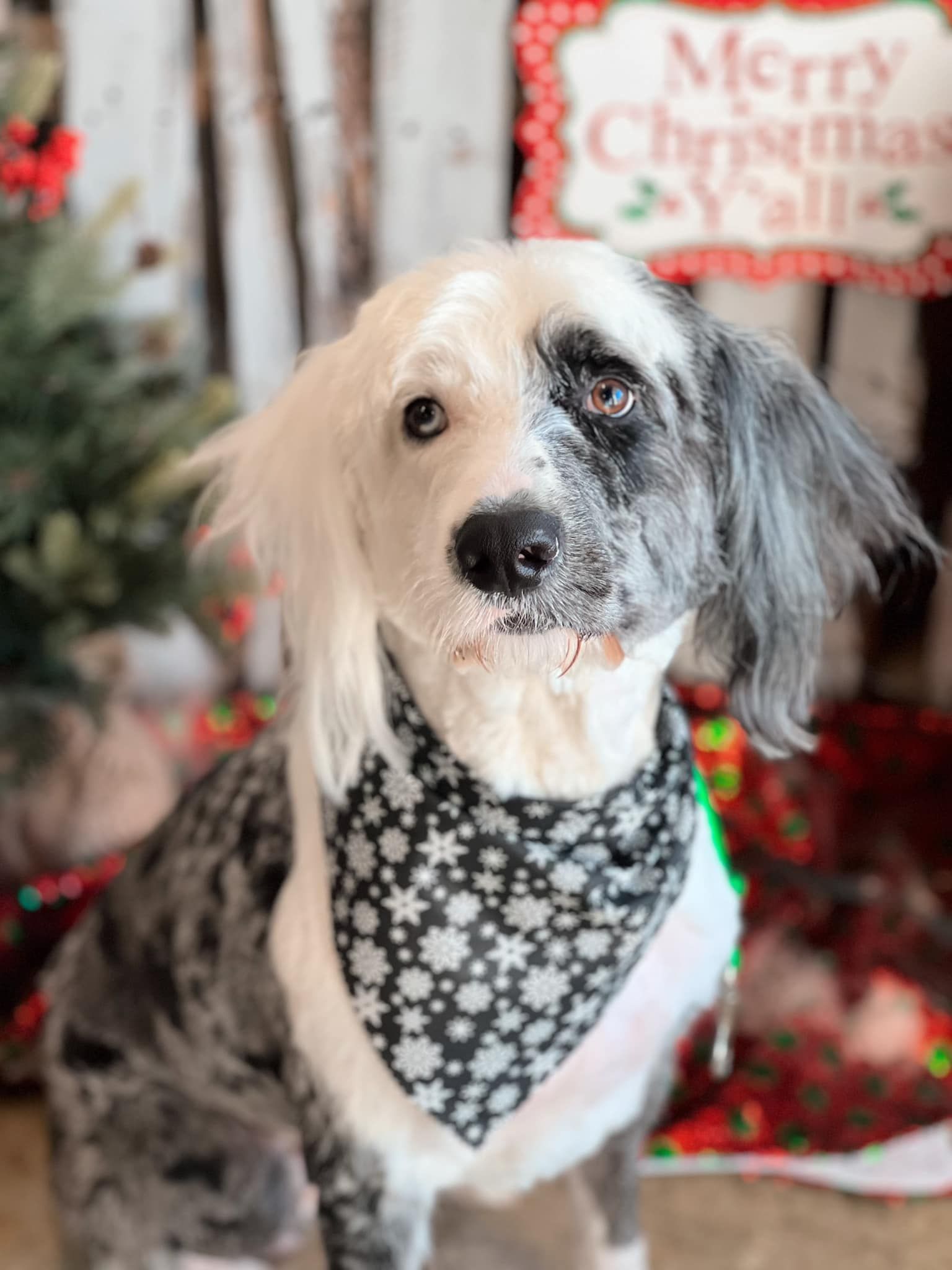 Dog with black and white fur, wearing a bandana, in front of a Christmas backdrop.