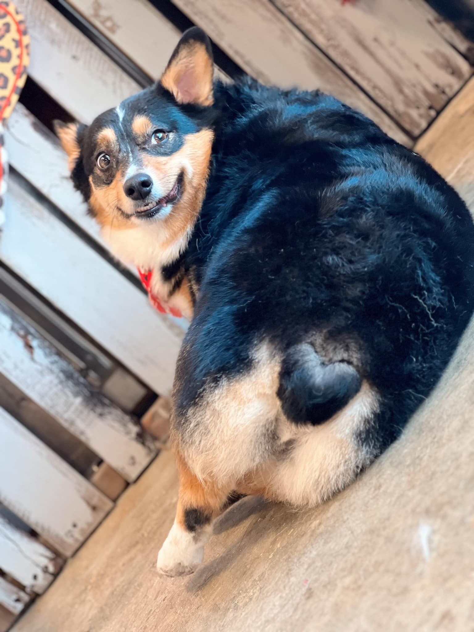 A smiling black and tan corgi with a heart-shaped marking on its rear, looking over its shoulder.