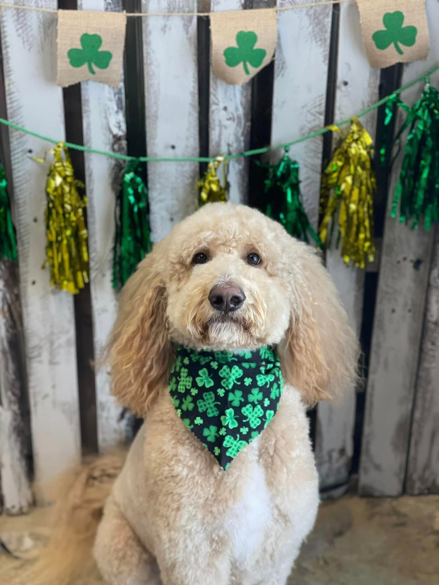 Golden-colored dog wearing a green shamrock bandana, posed in front of St. Patrick’s Day decorations.