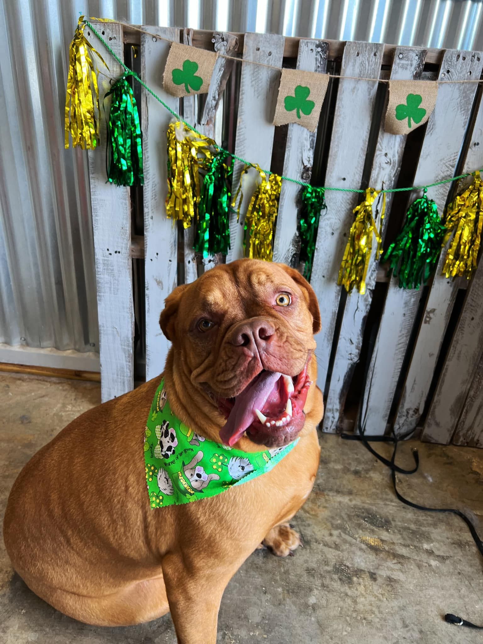 Dog with tongue out wearing a St. Patrick's Day bandana. Background includes shamrock garland and tinsel.