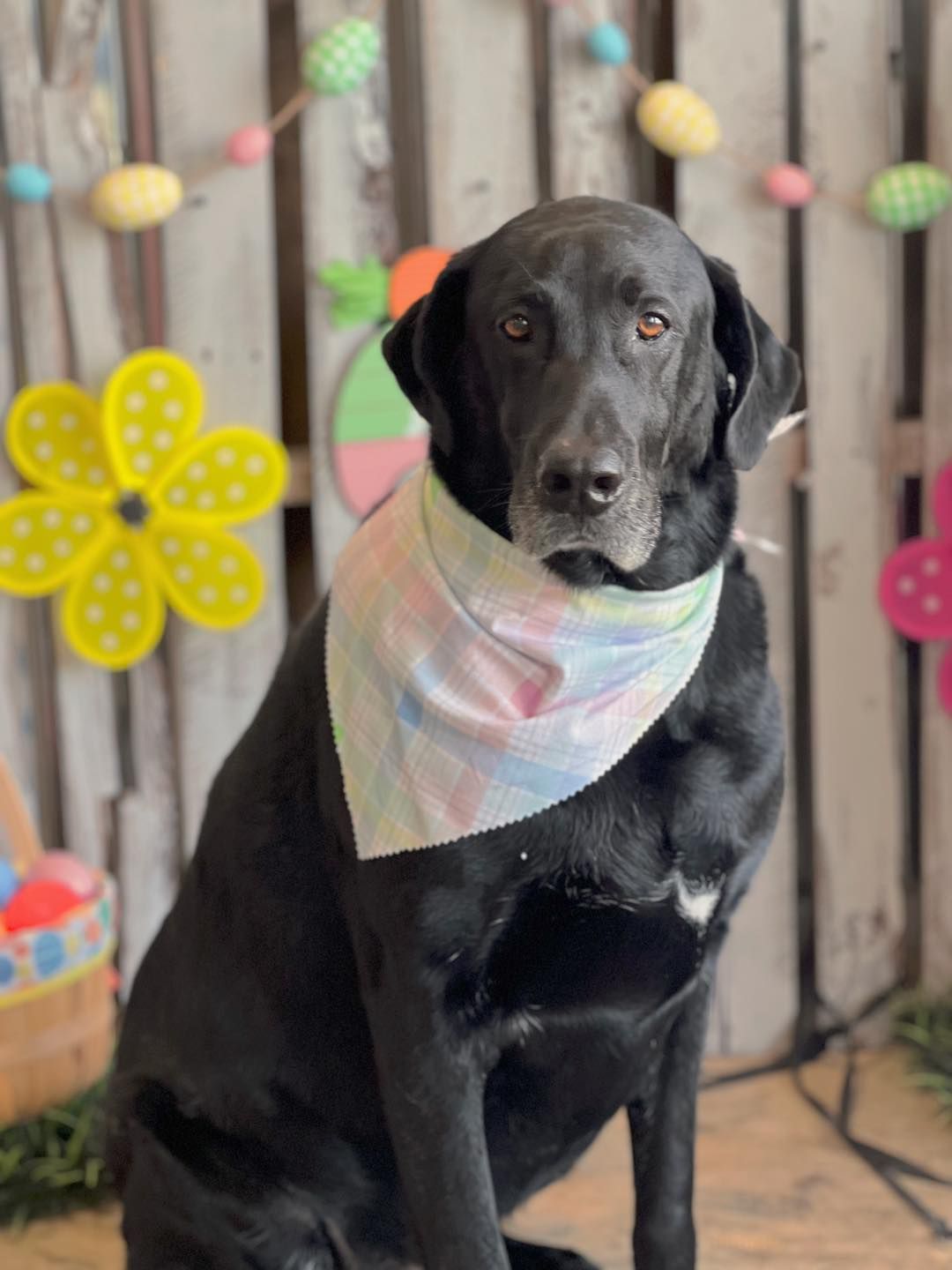 Black dog with bandana, Easter decorations in background.