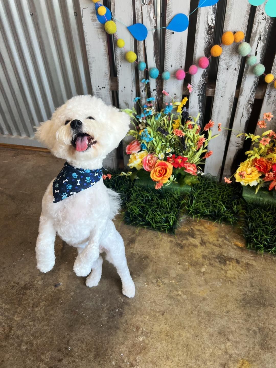 White Bichon Frise dog with a blue bandana, standing and smiling near colorful flowers.