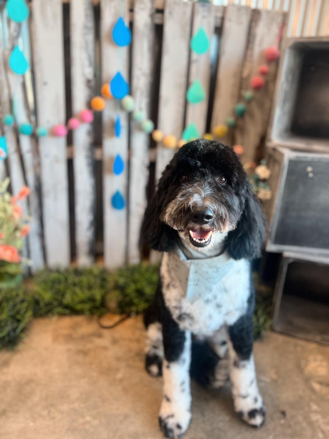 Black and white dog with happy expression sits in front of decorated wooden fence.