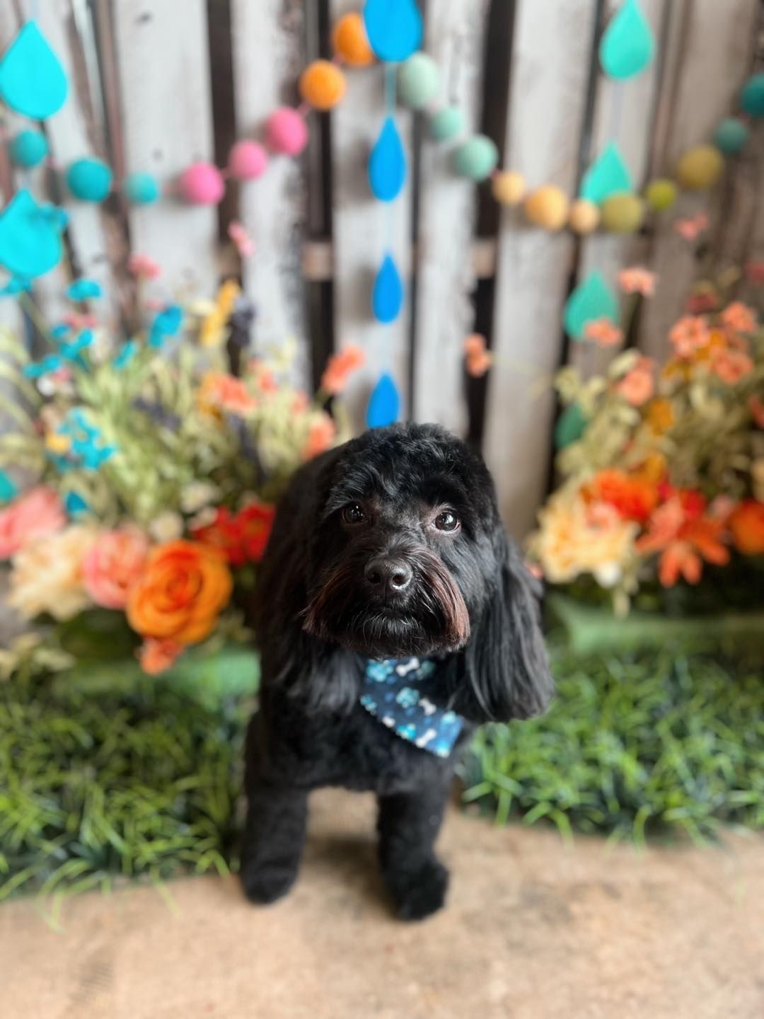 Black dog with a blue bow tie, posing in front of flowers and decorations.