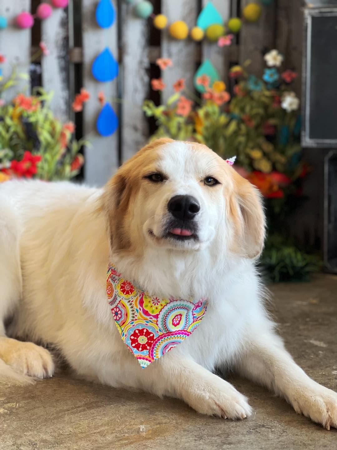 White and tan dog wearing a colorful bandana lying down, tongue out, with a floral background.