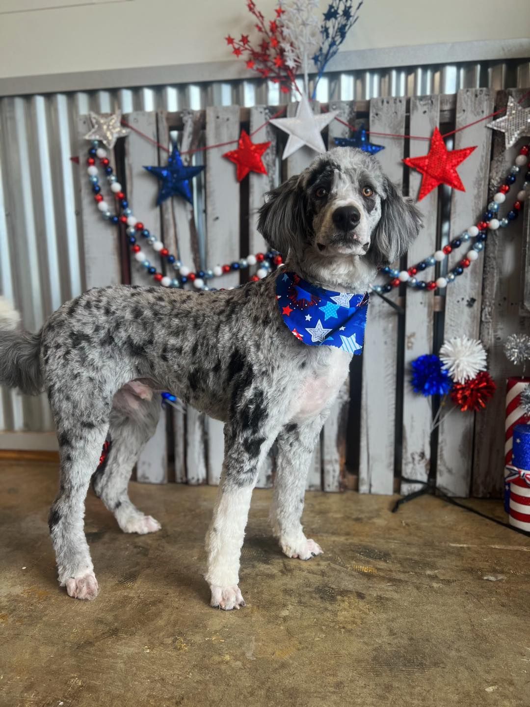 Merle poodle with a patriotic bandana standing in front of a July 4th backdrop.
