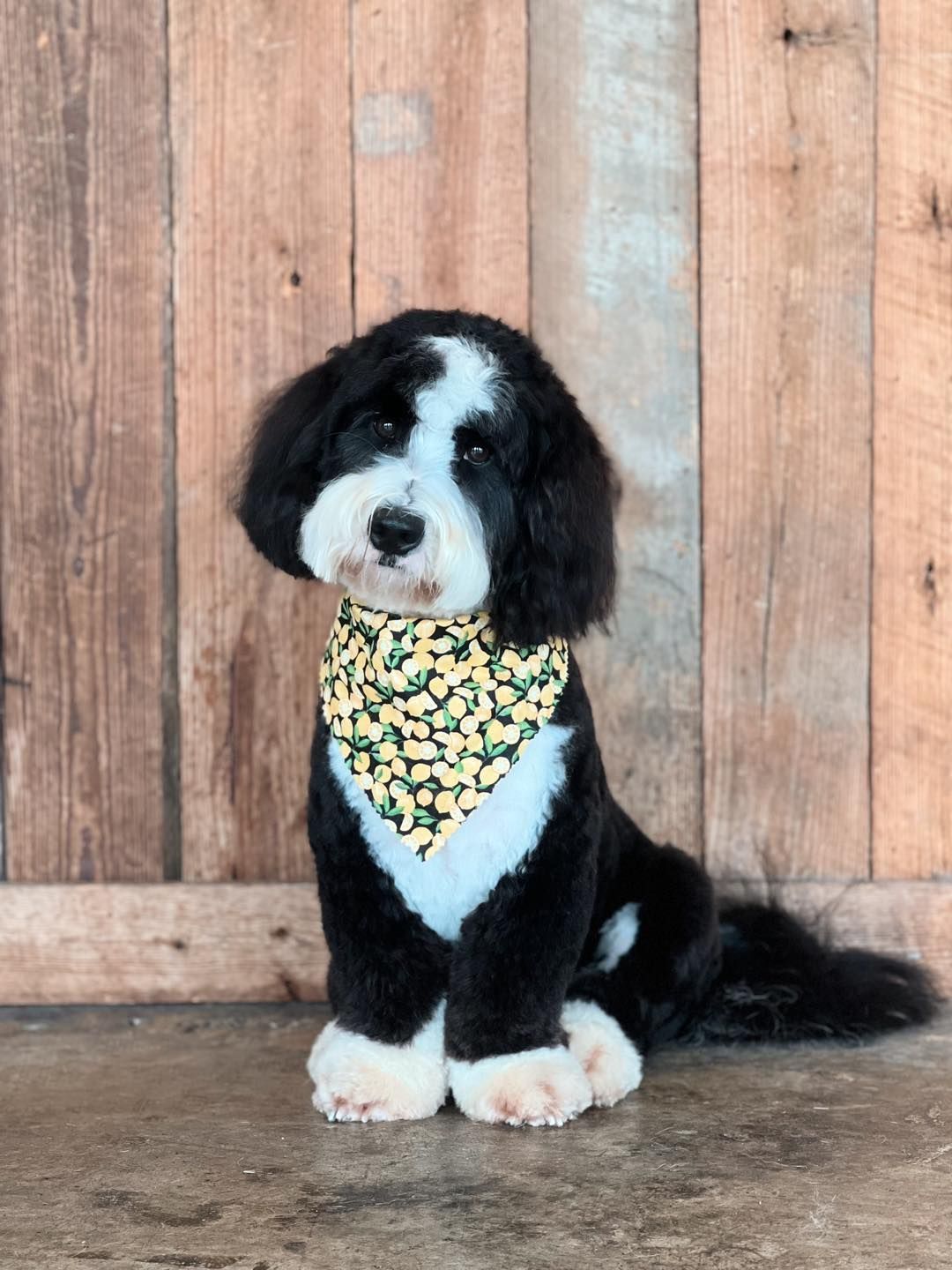 Black and white Bernedoodle dog with a bandana sitting in front of a wooden wall.