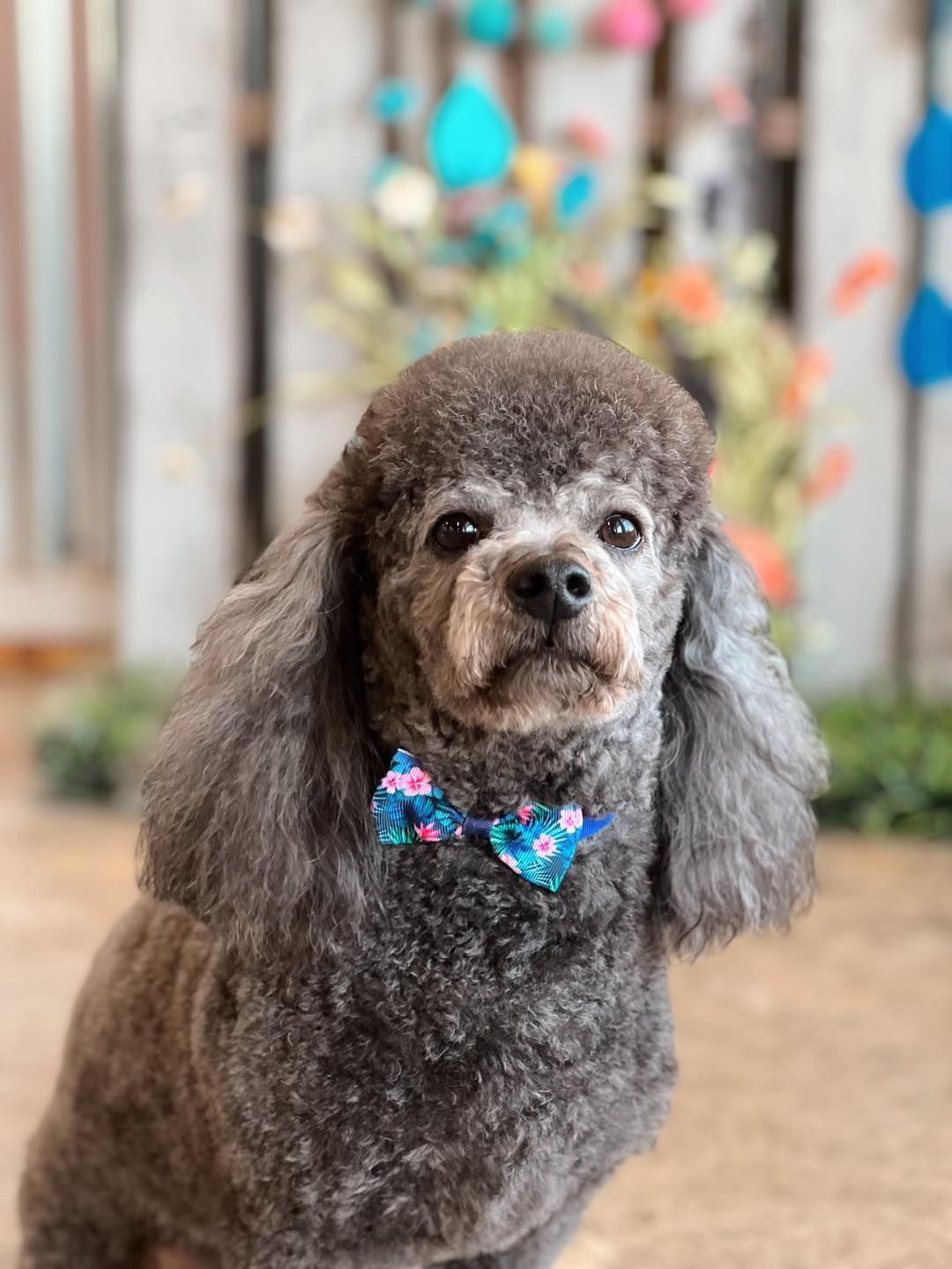 Gray poodle wearing a blue floral bow tie, posed against a blurred background of a wooden fence and spring decor.