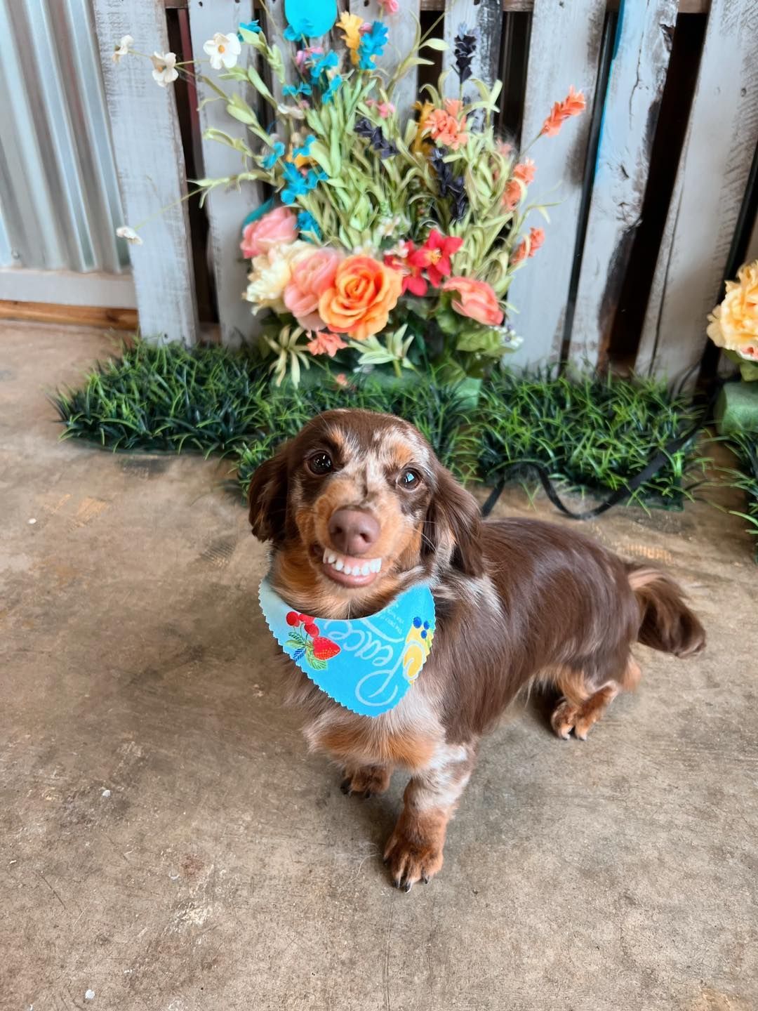 Brown and white dachshund wearing a blue bandana, smiling in front of flowers and a wooden fence.