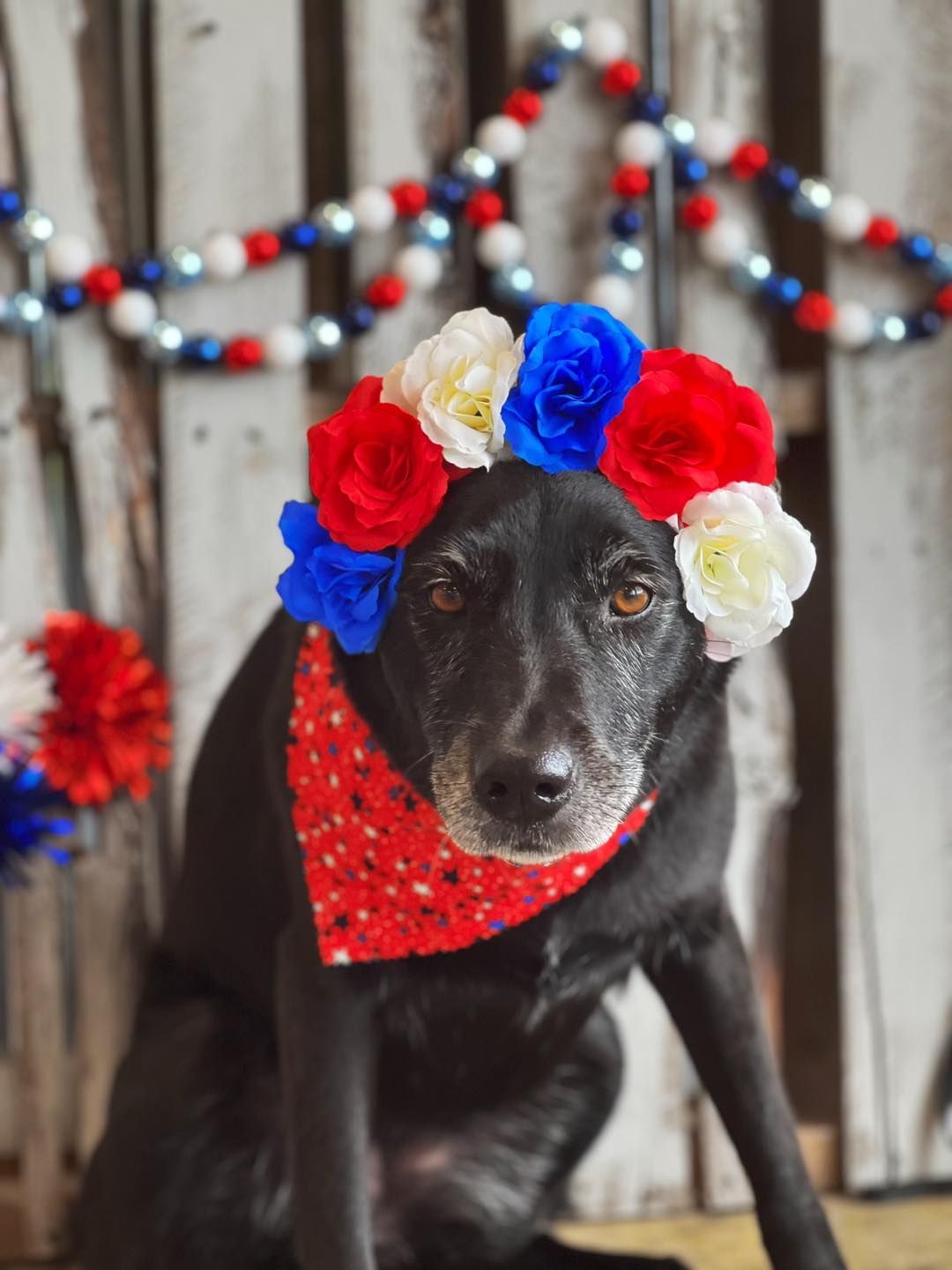 Black dog with red, white, and blue flower crown and bandana sits in front of a patriotic backdrop.