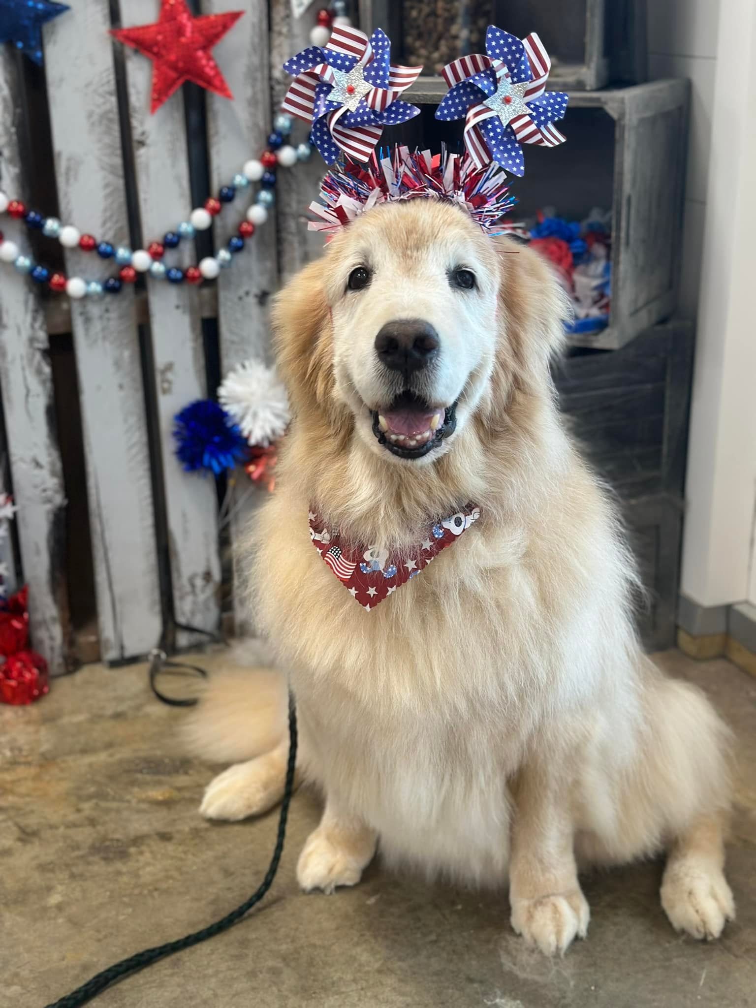 Golden retriever with patriotic decorations smiles, sitting near a wooden backdrop.