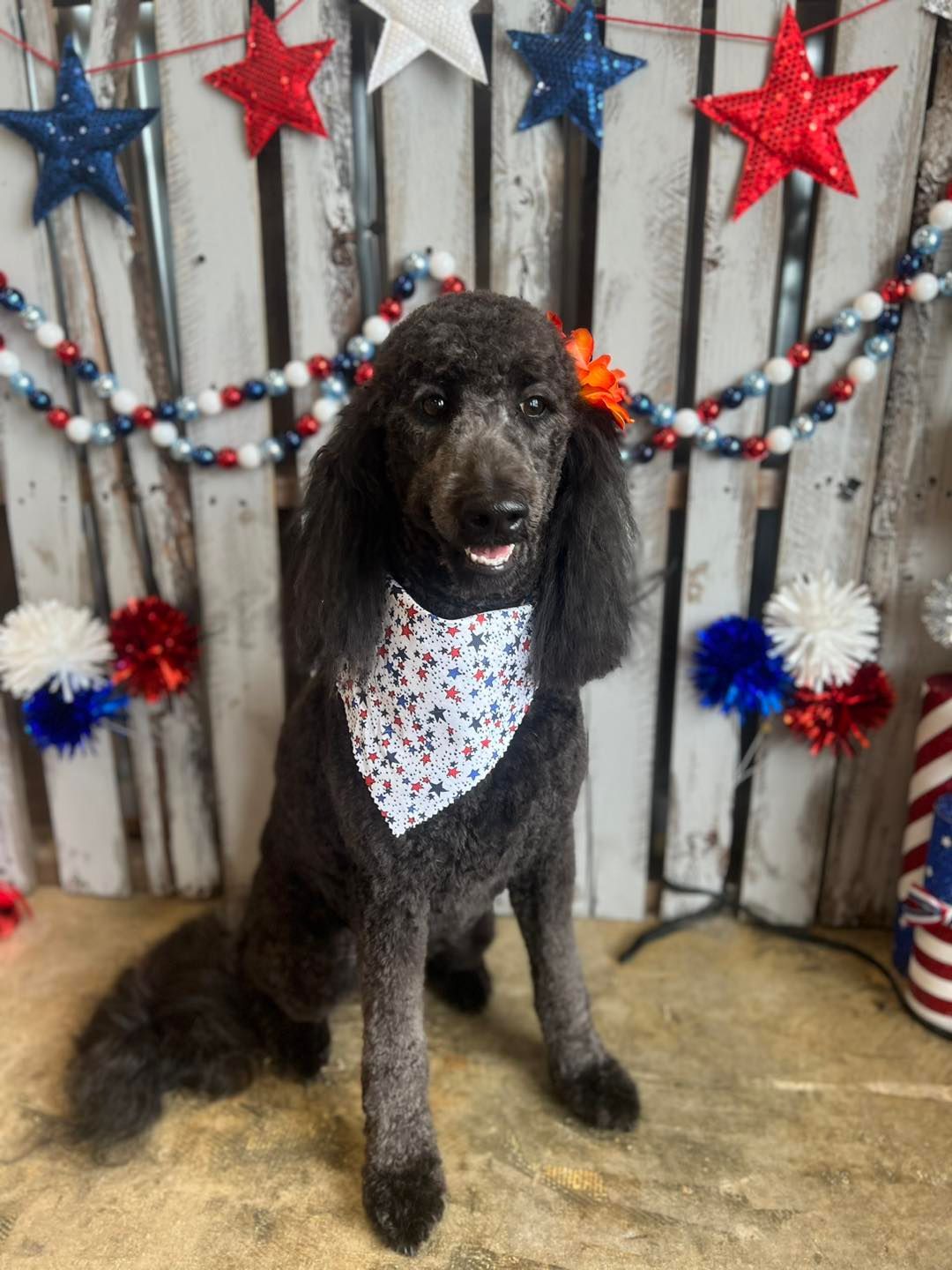 Black poodle wearing a bandana and a flower. Stands in front of patriotic decorations.