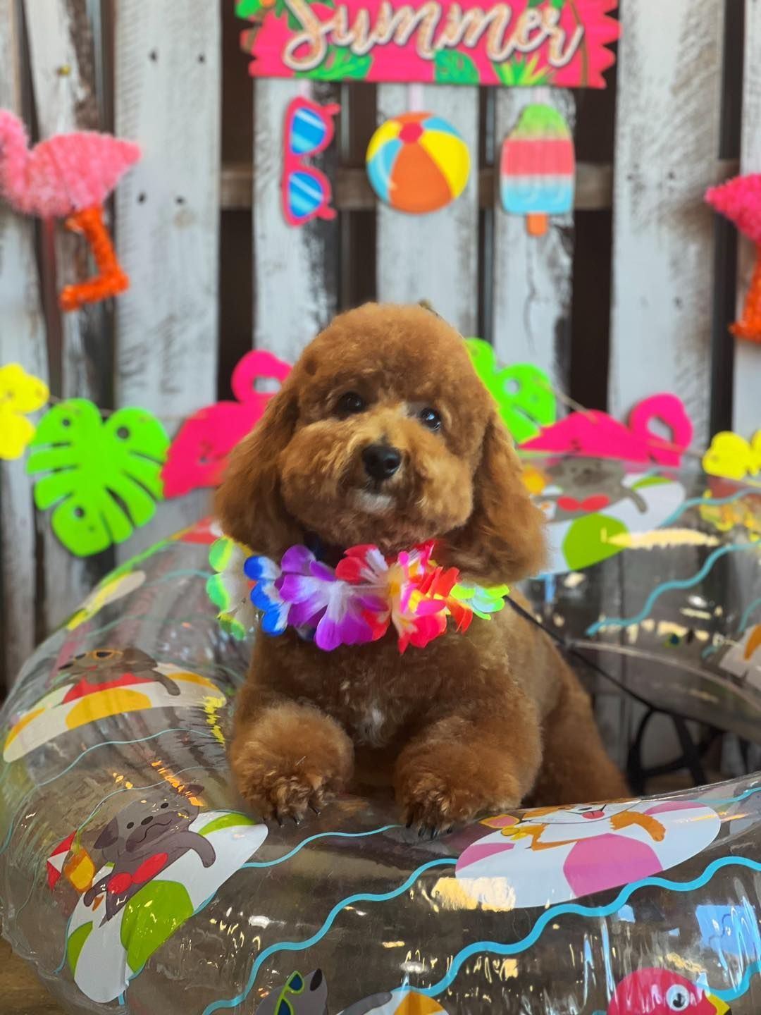 Brown dog with a flower lei sits in a clear pool float. Summer-themed background.