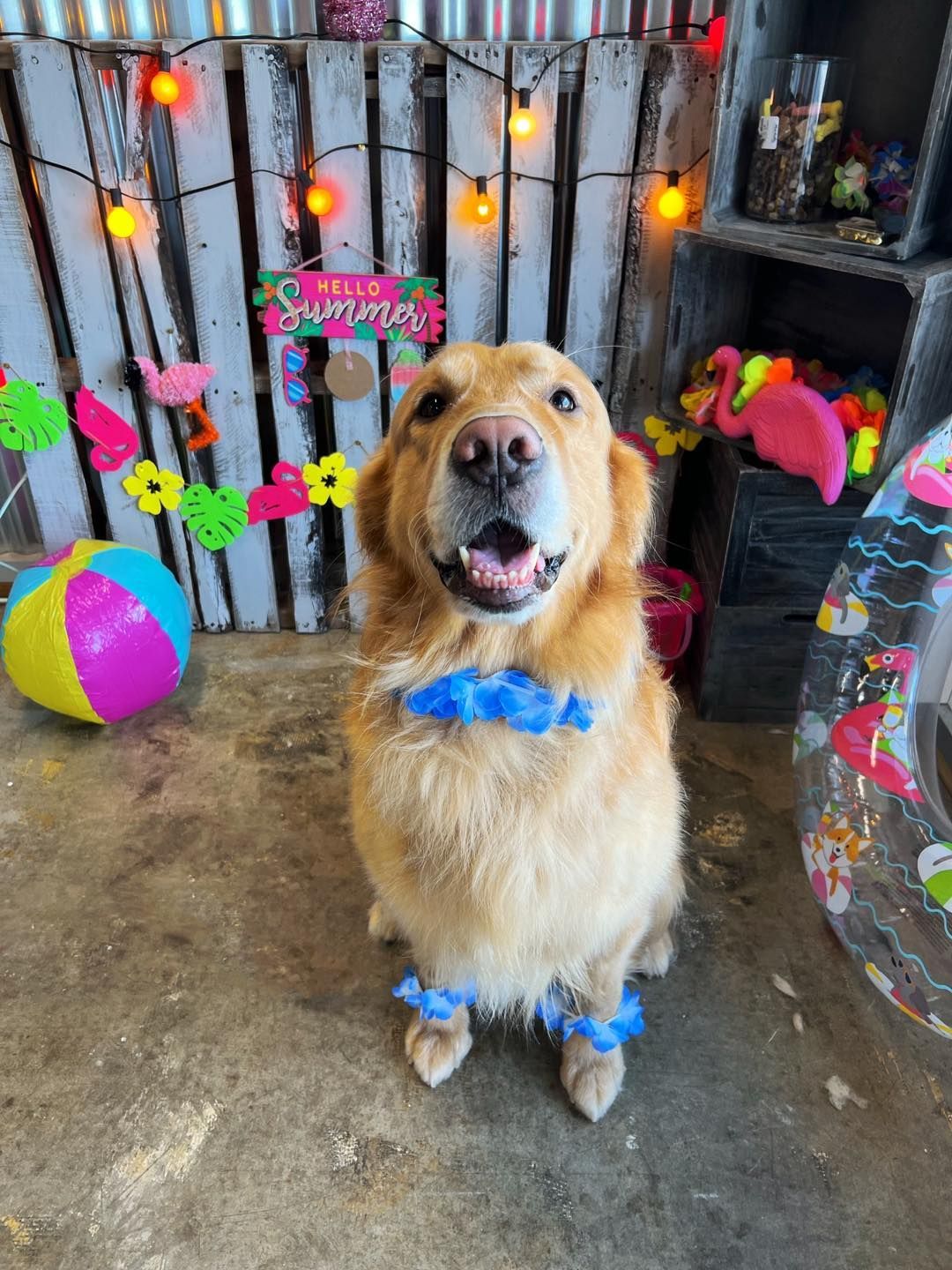 Golden retriever with blue leis, smiling, in a summer-themed setting with decorations and a 