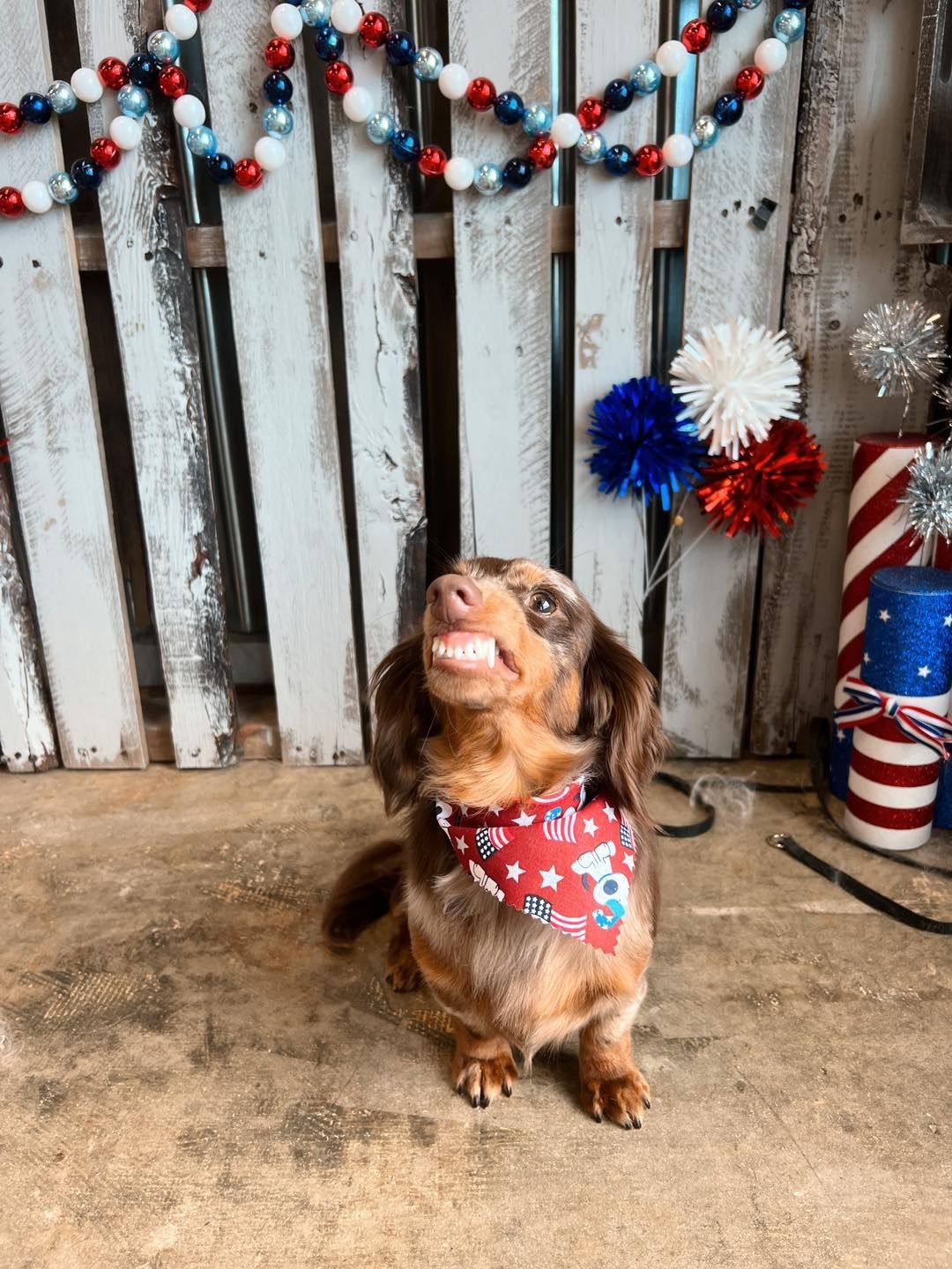 Dachshund wearing a red bandana, looking upward with a joyful expression, in front of patriotic decorations.