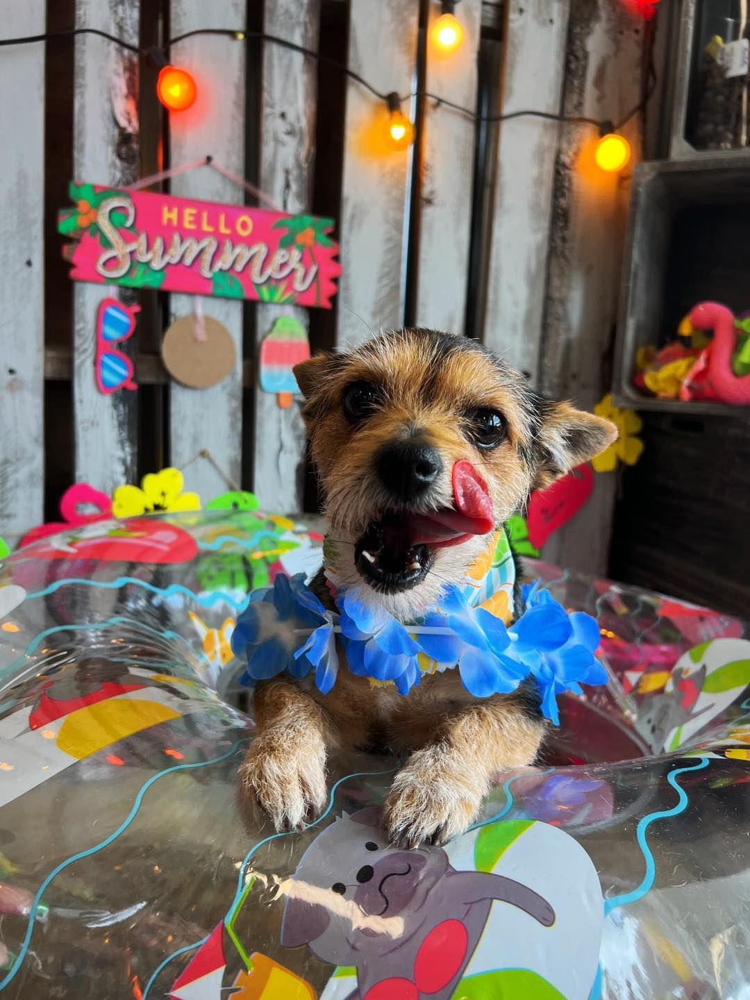 Small dog wearing a blue lei in a small pool, licking its lips, in a summer setting.