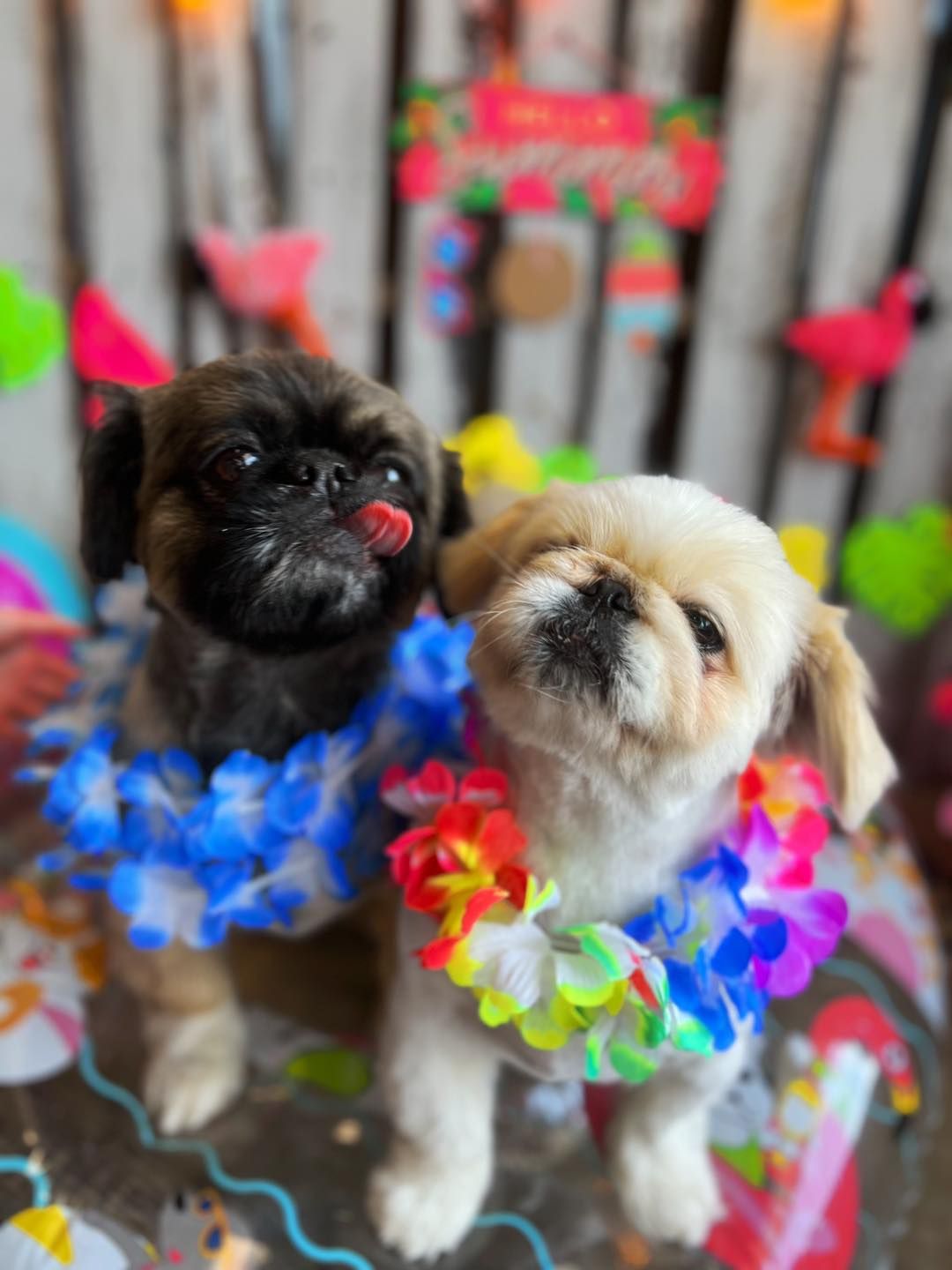 Two Pekingese dogs wearing leis, in a tropical setting, one licking its nose.