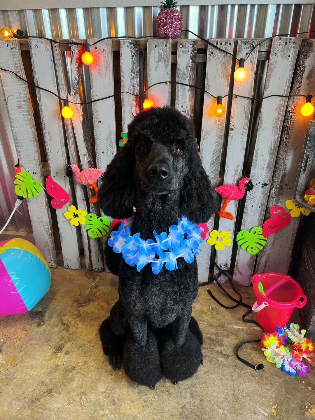 Black poodle wearing a blue lei, posing in front of a tropical-themed backdrop with lights and decorations.