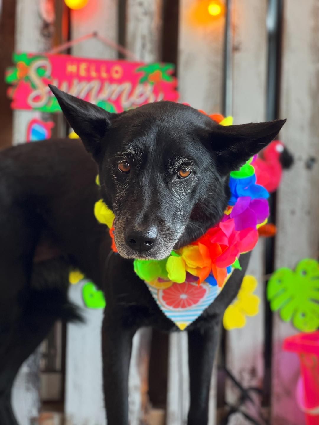 Black dog wearing a rainbow lei and bandana, posing in front of a summer-themed backdrop with 