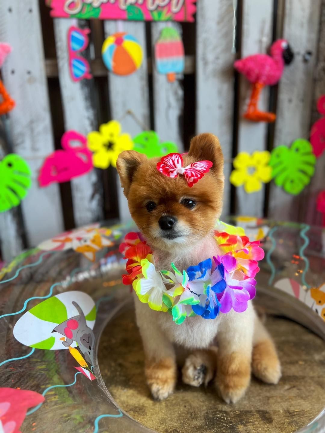 Pomeranian dog with a flower headband and lei sits in a pool float, against a summer-themed background.