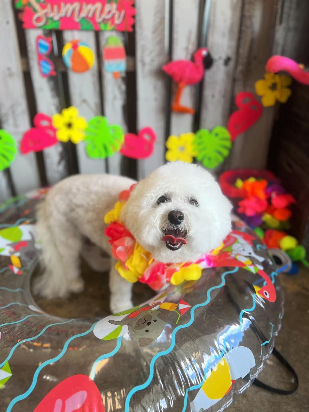 White fluffy dog wearing a lei and positioned in a pool float with a summer-themed backdrop.