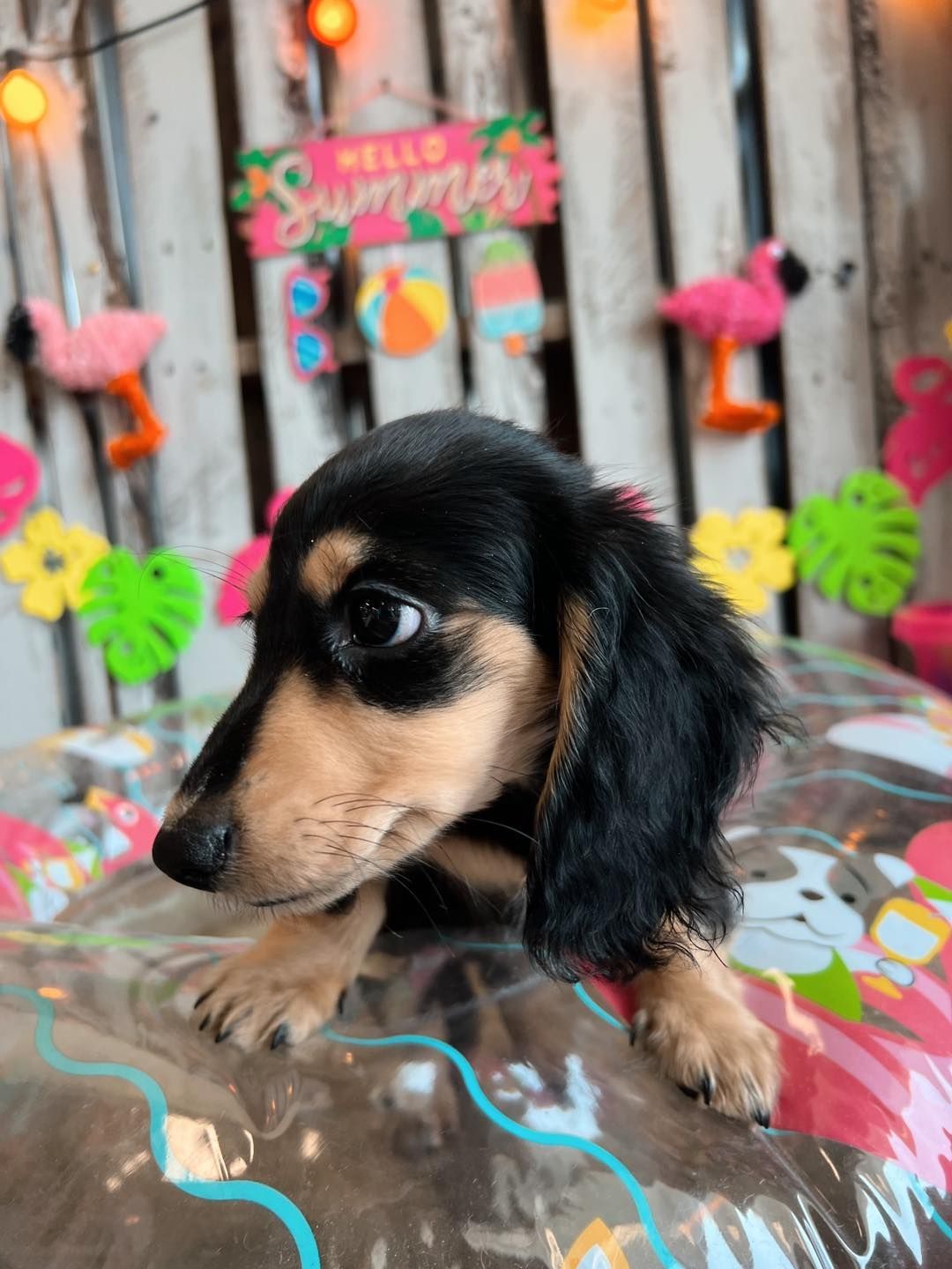A small dachshund puppy with black and tan fur looks to the side against a summery background.