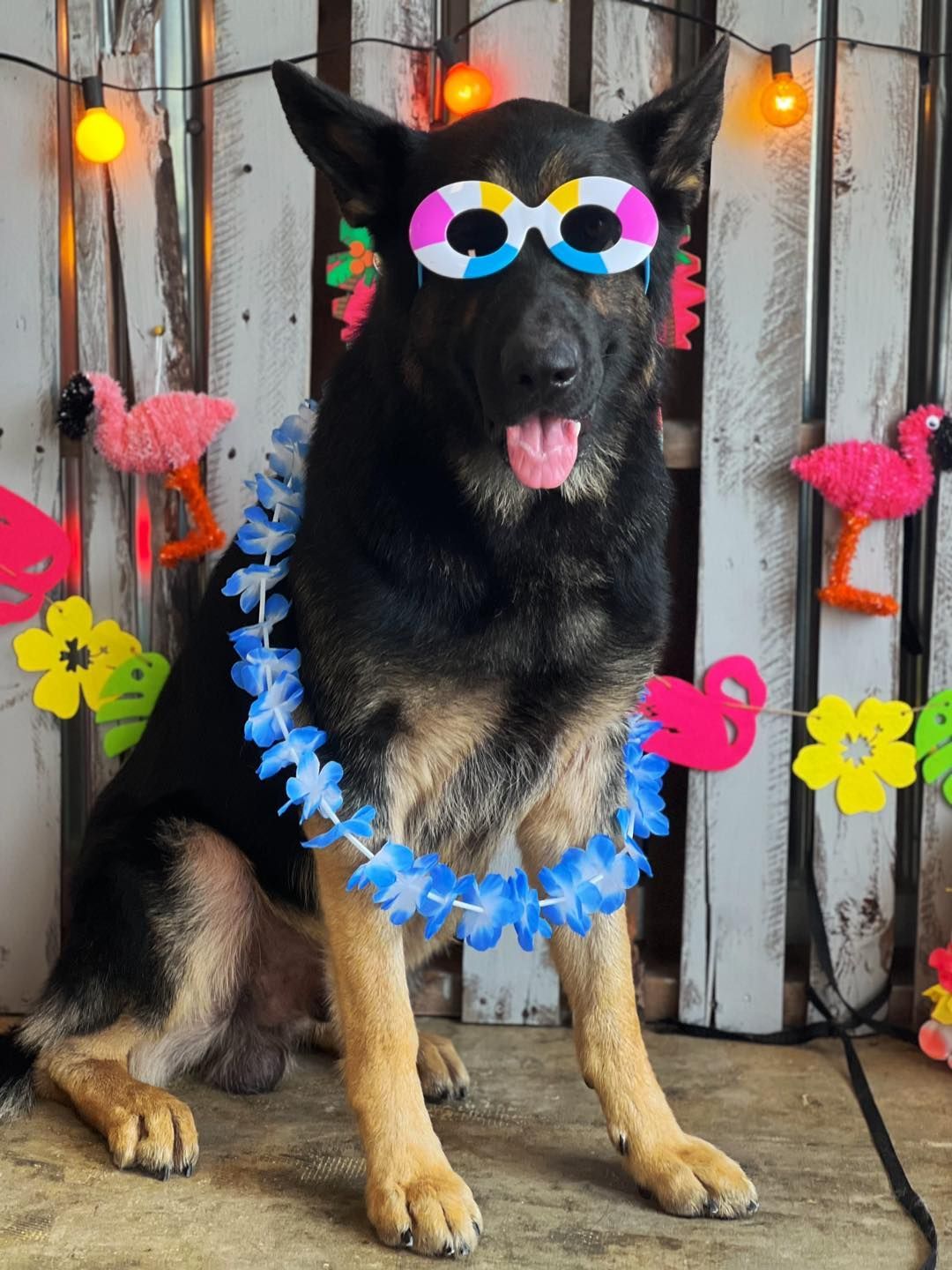 Black and tan dog wearing sunglasses and a lei, sitting in front of a decorative backdrop with flamingos.