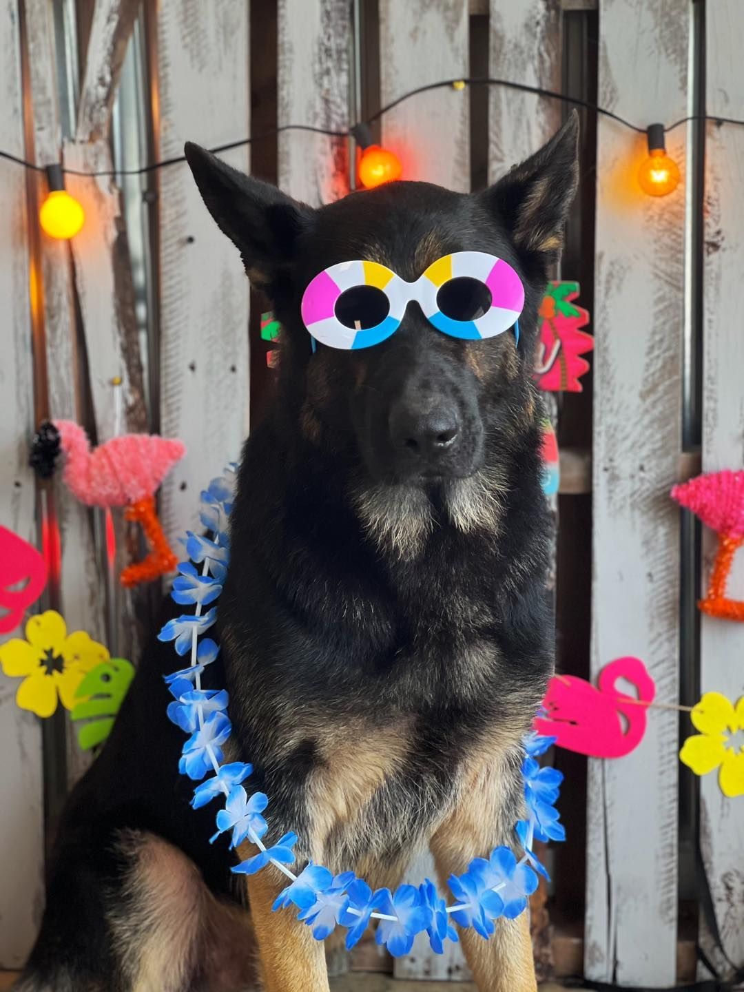 German Shepherd wearing sunglasses and a lei, in front of a festive backdrop.