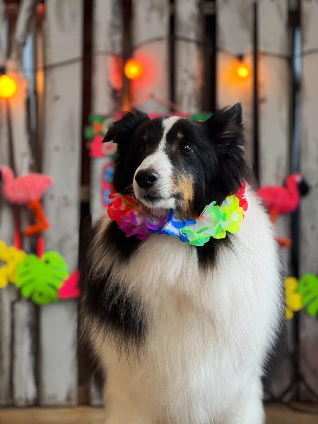 Dog wearing a flower lei, in front of a festive tropical background with lights and flamingos.