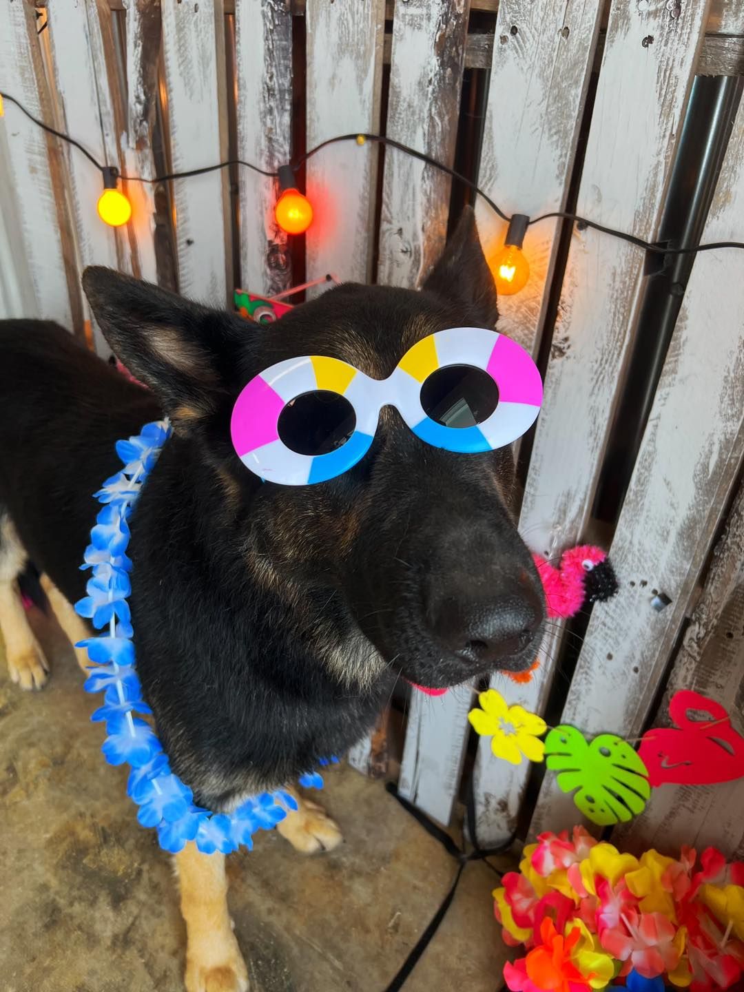 German Shepherd wearing sunglasses and a lei, festive decor in background.
