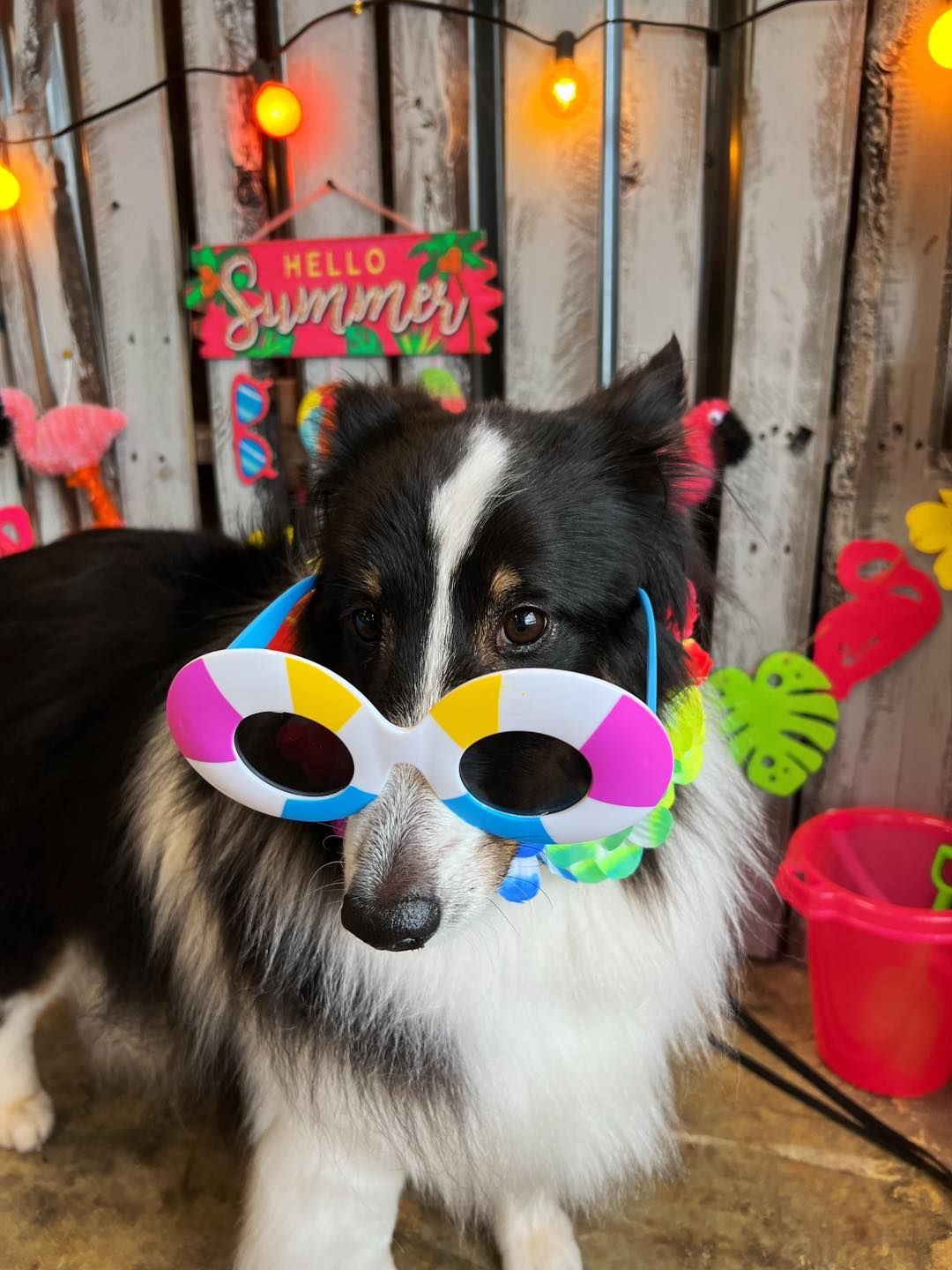Tri-color dog wearing beach-themed sunglasses and necklace in a summer setting with a 