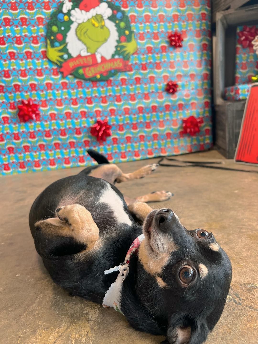 Dog on back with tongue out near Christmas decorations: Grinch, wrapping paper, red bows.