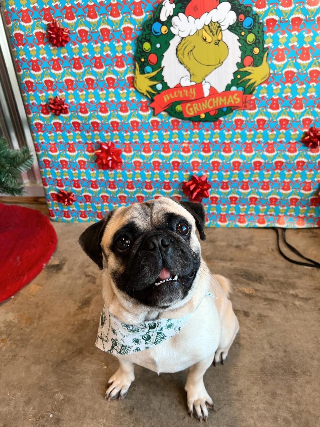Pug wearing a scarf, sitting in front of a Grinch-themed Christmas backdrop with red bows.