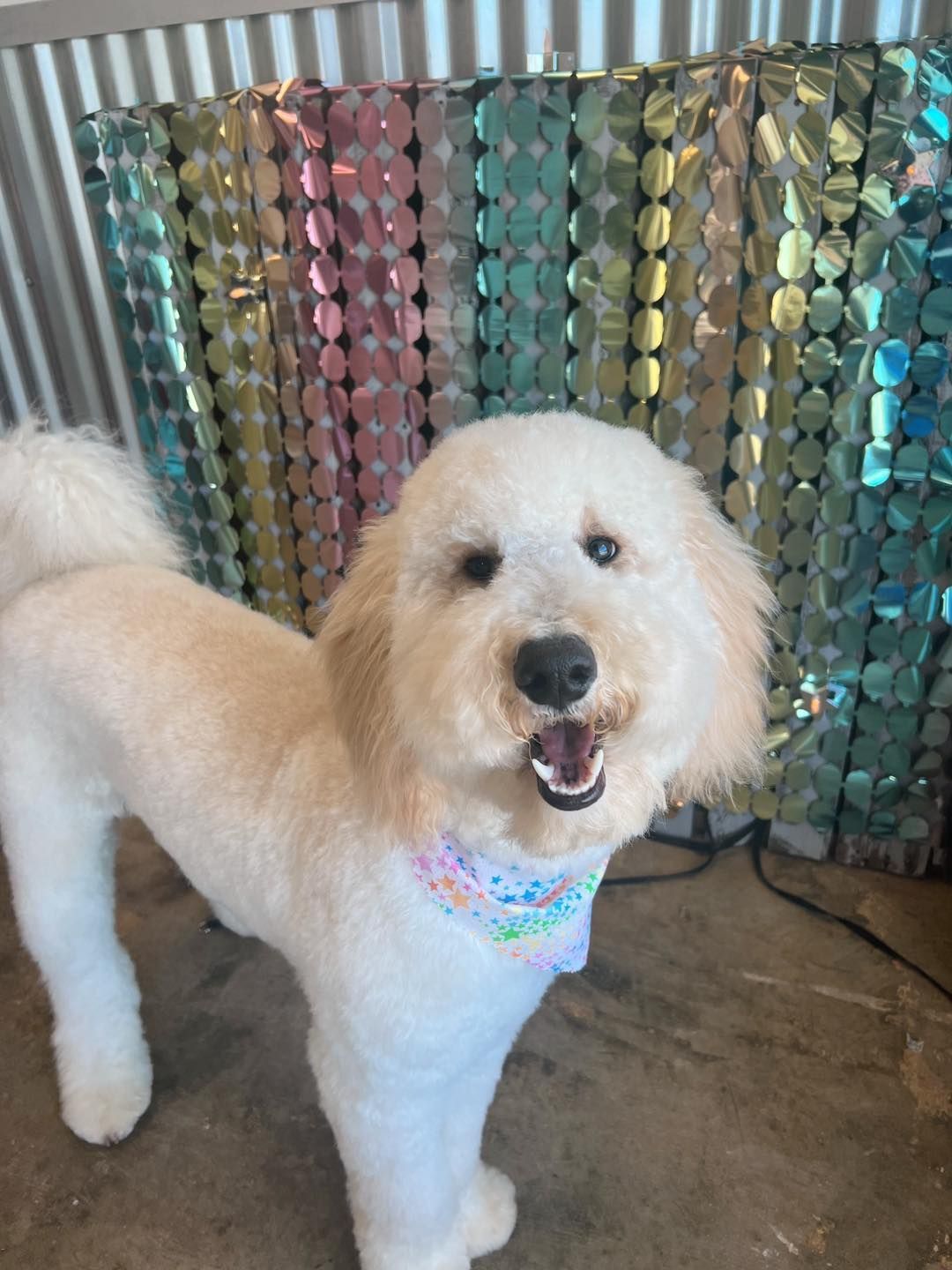 Golden-colored Goldendoodle with a freshly groomed coat, wearing a colorful bandana, smiling in front of a sequined backdrop.