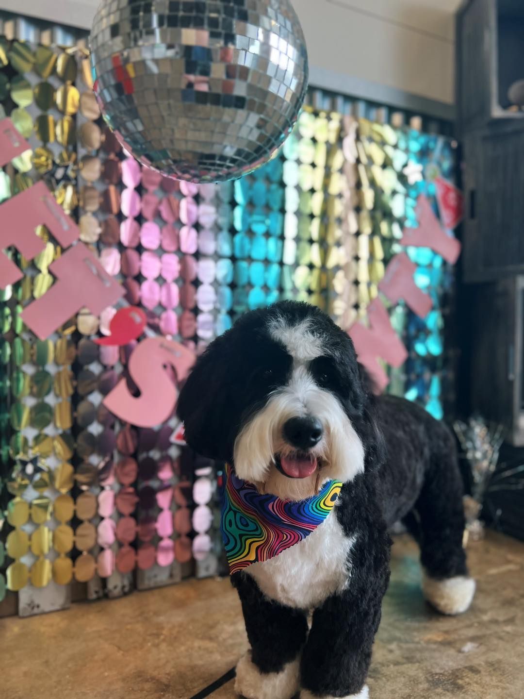 Black and white dog with colorful bandana smiles under a disco ball and party backdrop.