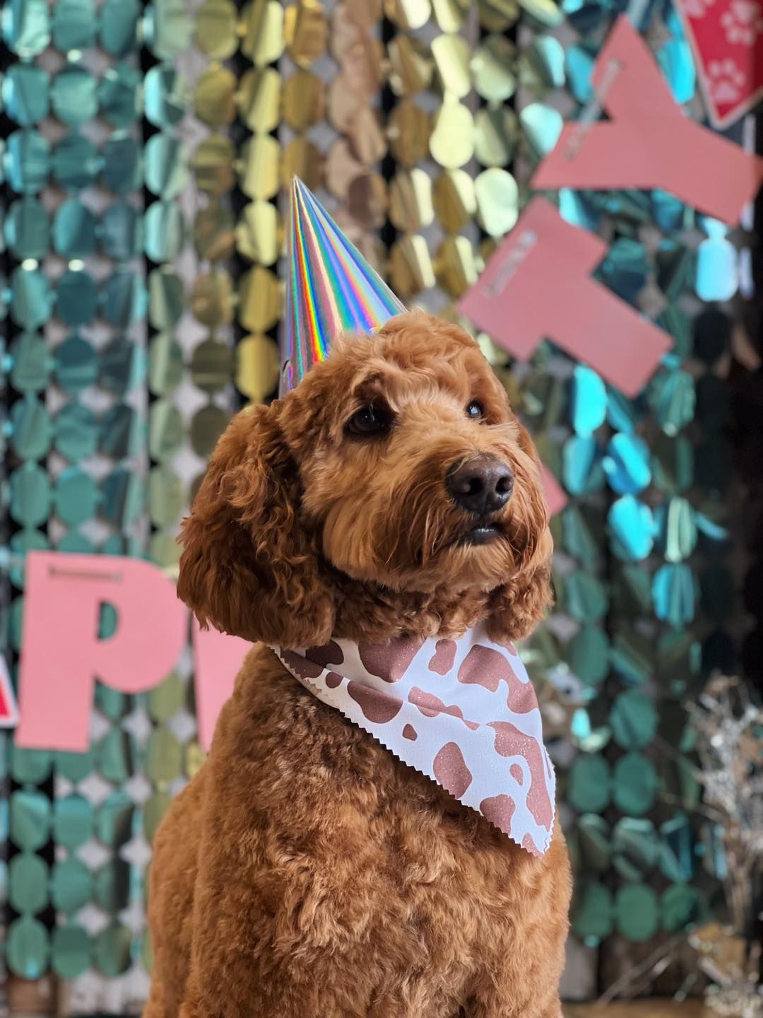 Brown Goldendoodle wearing a party hat and bandana, in front of a colorful backdrop.