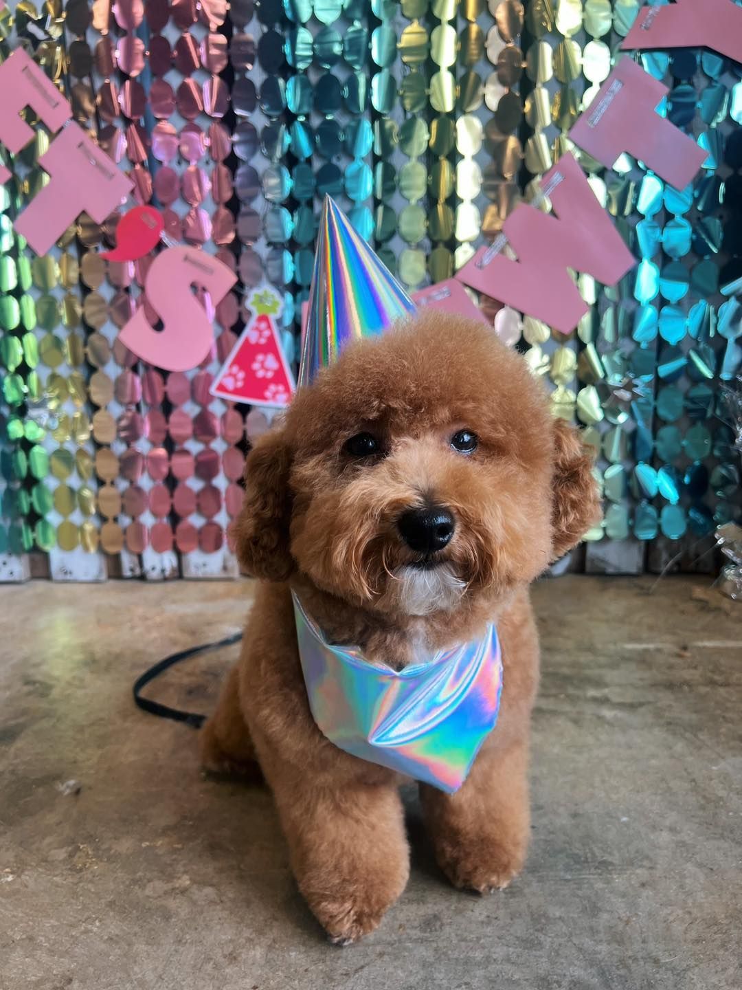 Brown poodle with party hat and bandana sits in front of a shiny backdrop.