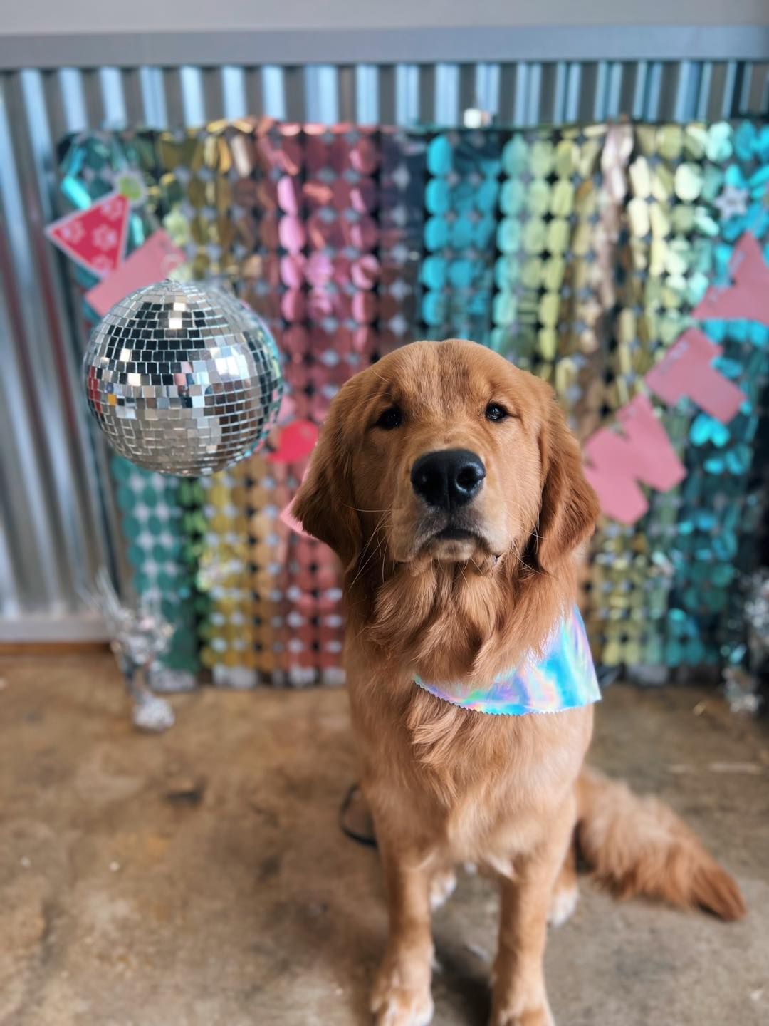 Golden retriever with a blue and purple bandana sits in front of a disco-themed backdrop.