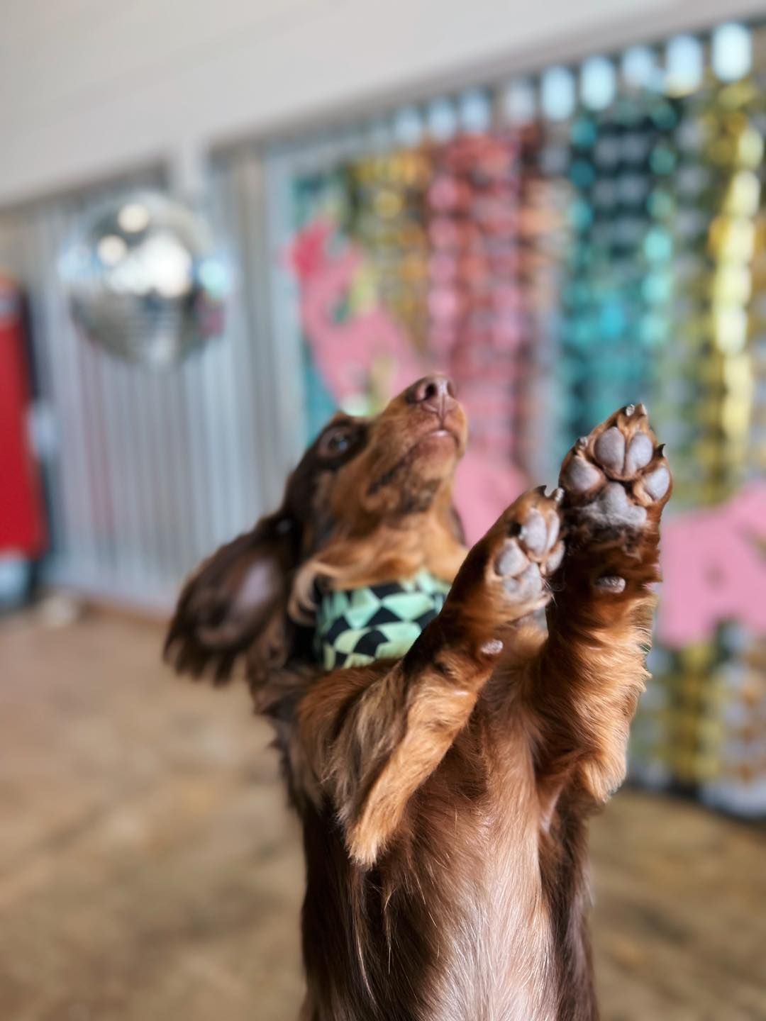 Dog standing on hind legs, paws raised, looking up. Wearing a patterned bandana.