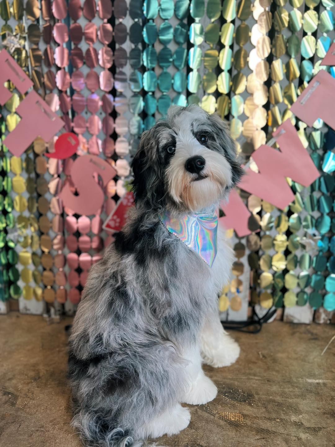 Fluffy dog with blue-grey fur, white paws, and a holographic scarf sits in front of a colorful backdrop.