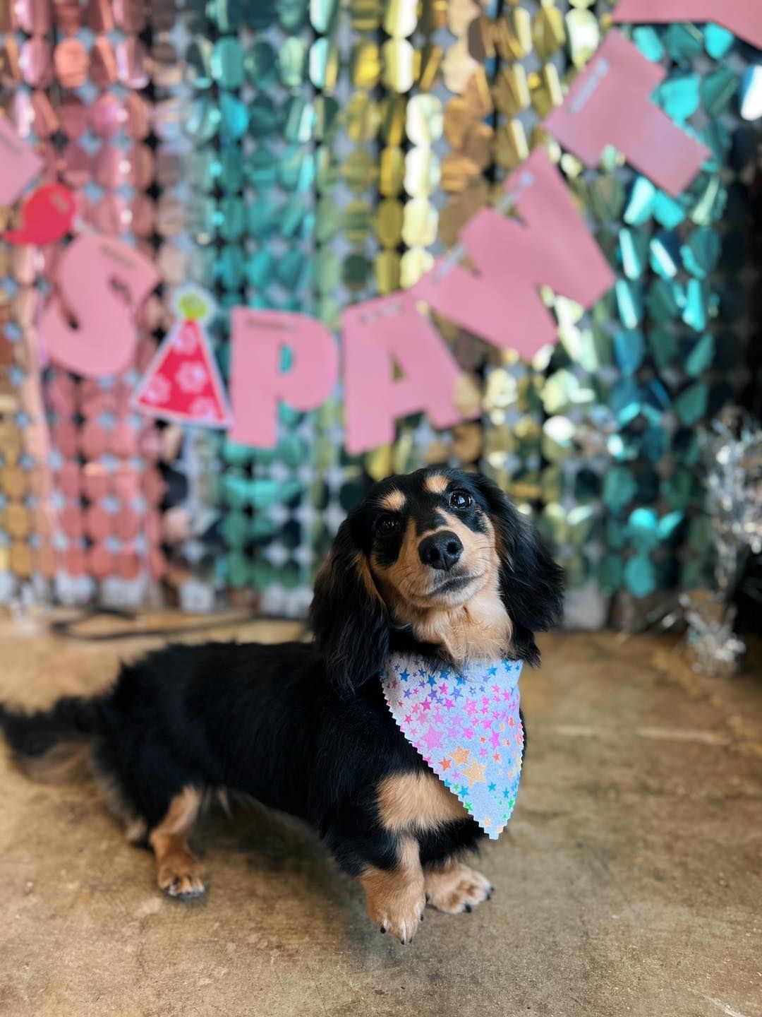 Black and tan dachshund wearing a bandana, in front of a colorful 