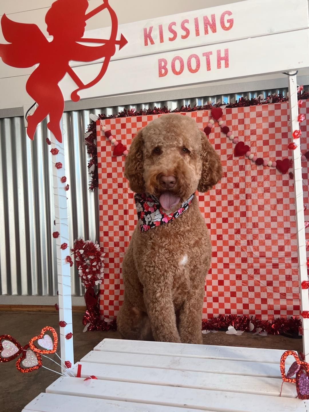 Dog in a kissing booth, wearing a bandana. The booth has a red and white checkered backdrop and Valentine's Day decorations.
