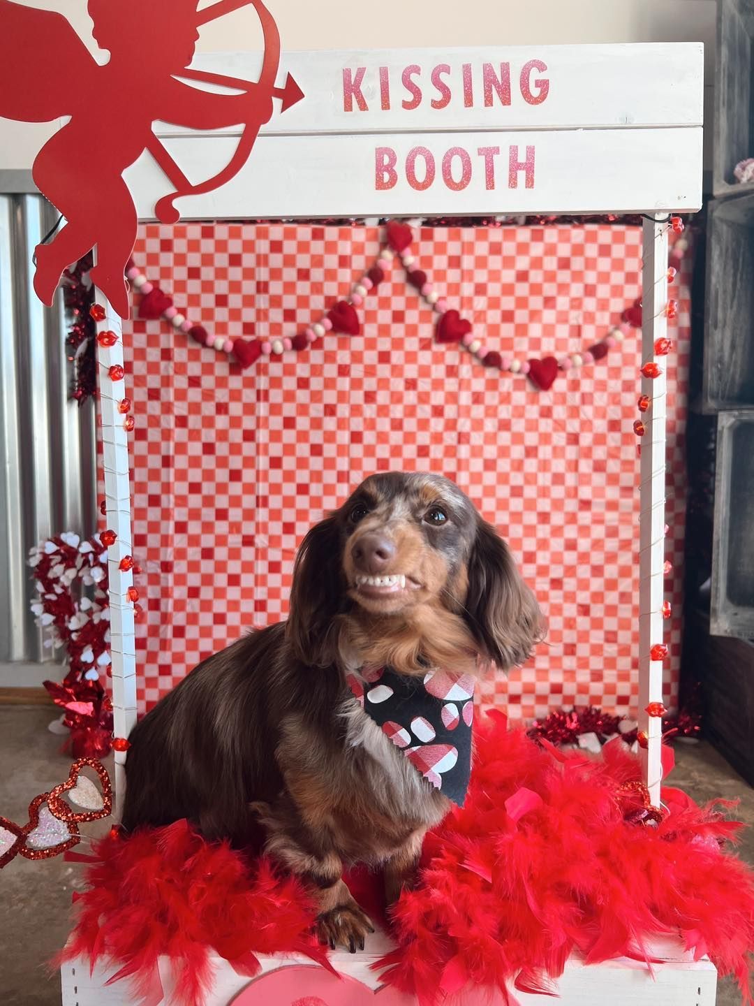 Dachshund in a kissing booth with a red boa and heart garland, with a sign that reads 