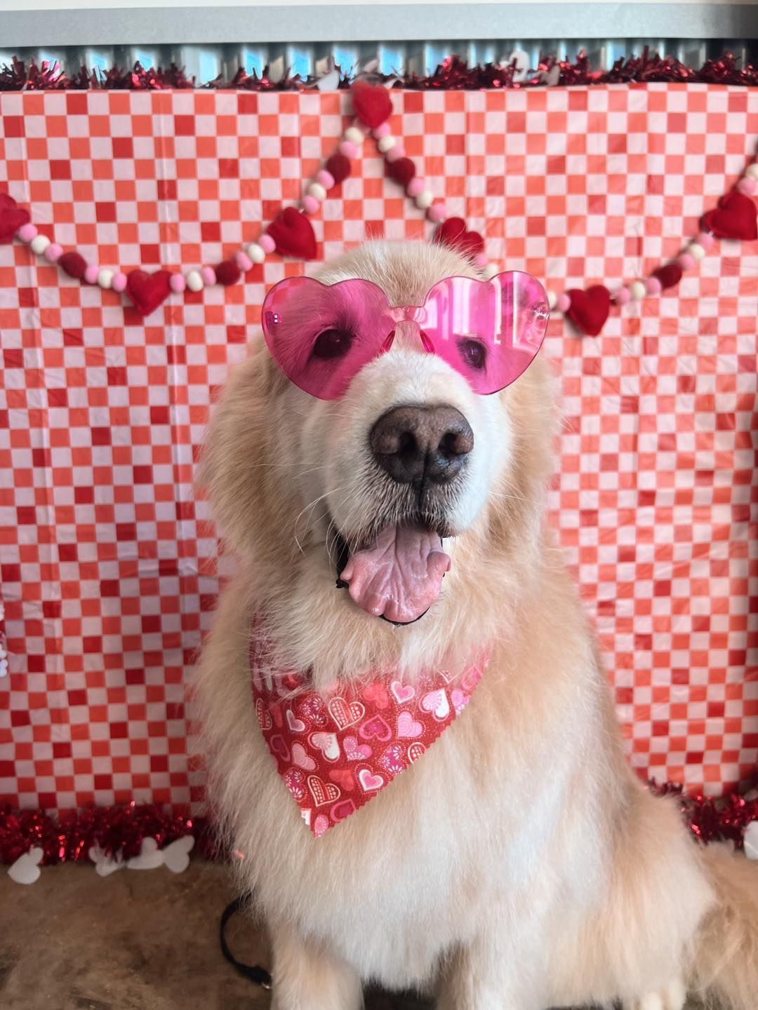 Golden retriever dog wearing pink heart-shaped glasses and Valentine's bandana in front of a checkered background.
