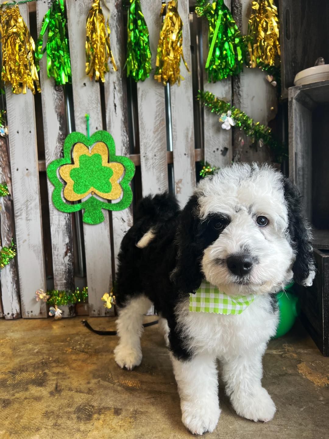 Black and white puppy with green bowtie stands in front of a St. Patrick's Day decoration with shamrock and gold garland.