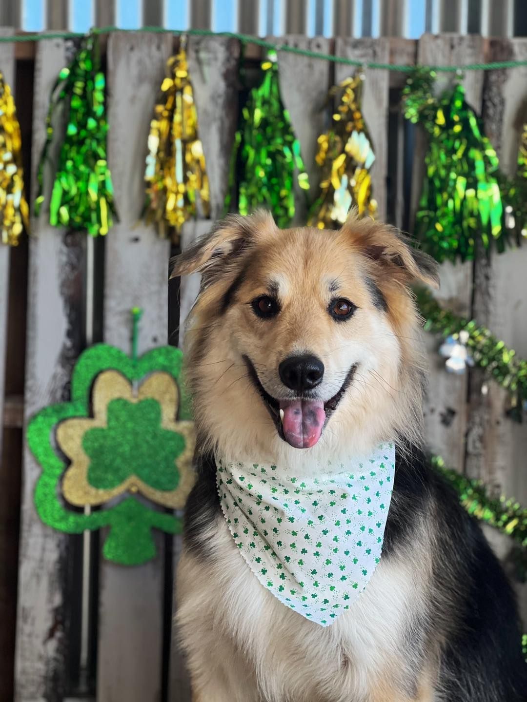 Dog wearing a bandana smiles in front of a St. Patrick's Day backdrop with decorations.