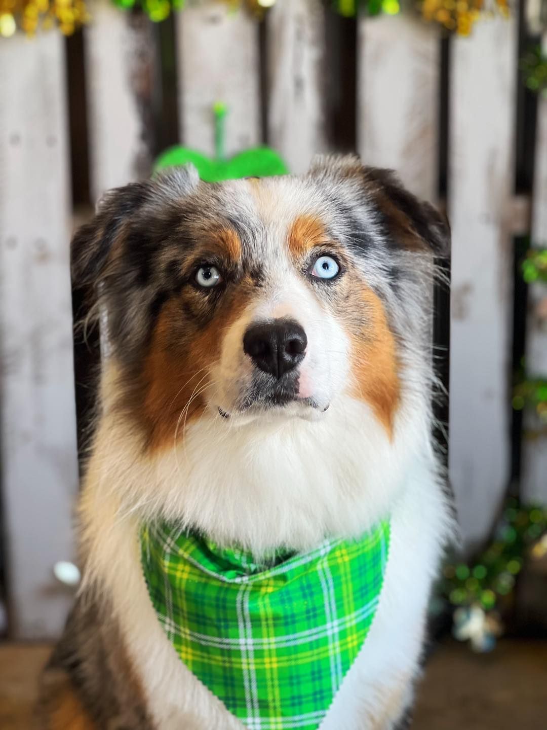 Australian Shepherd dog with blue eyes wearing a green plaid bandana and a shamrock on its head.